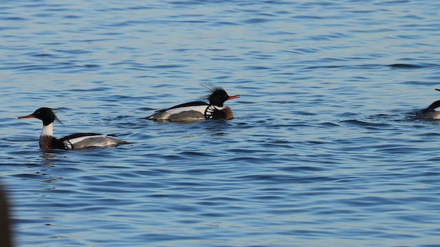 Red-breasted Merganser - ML619583523