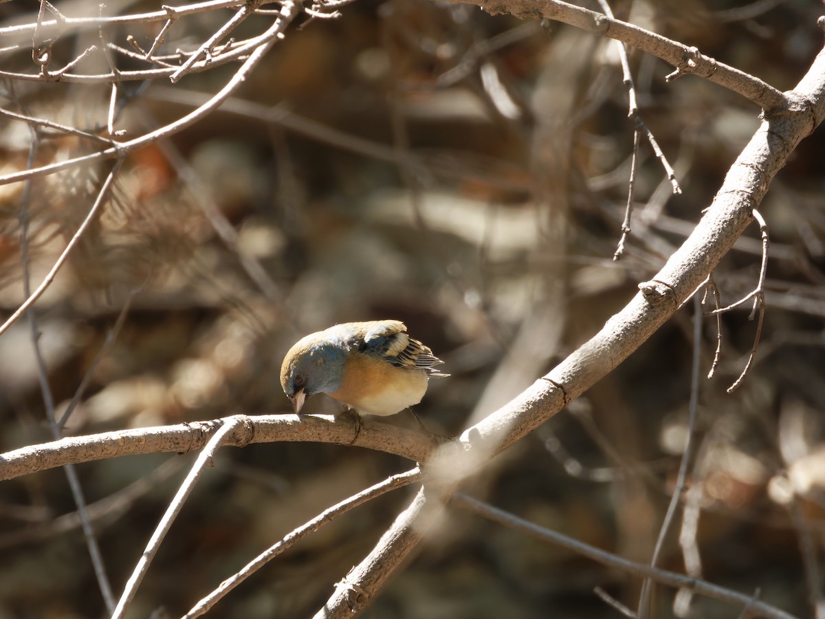 Lazuli Bunting - Eric Sibbald