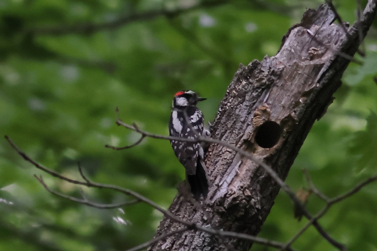 Downy Woodpecker - John Mercer