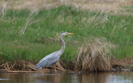 Great Blue Heron - Carlos  Gomez