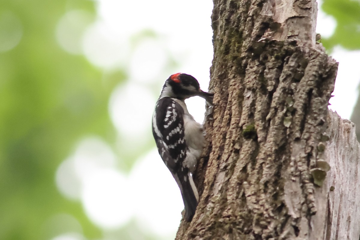 Hairy Woodpecker - John Mercer