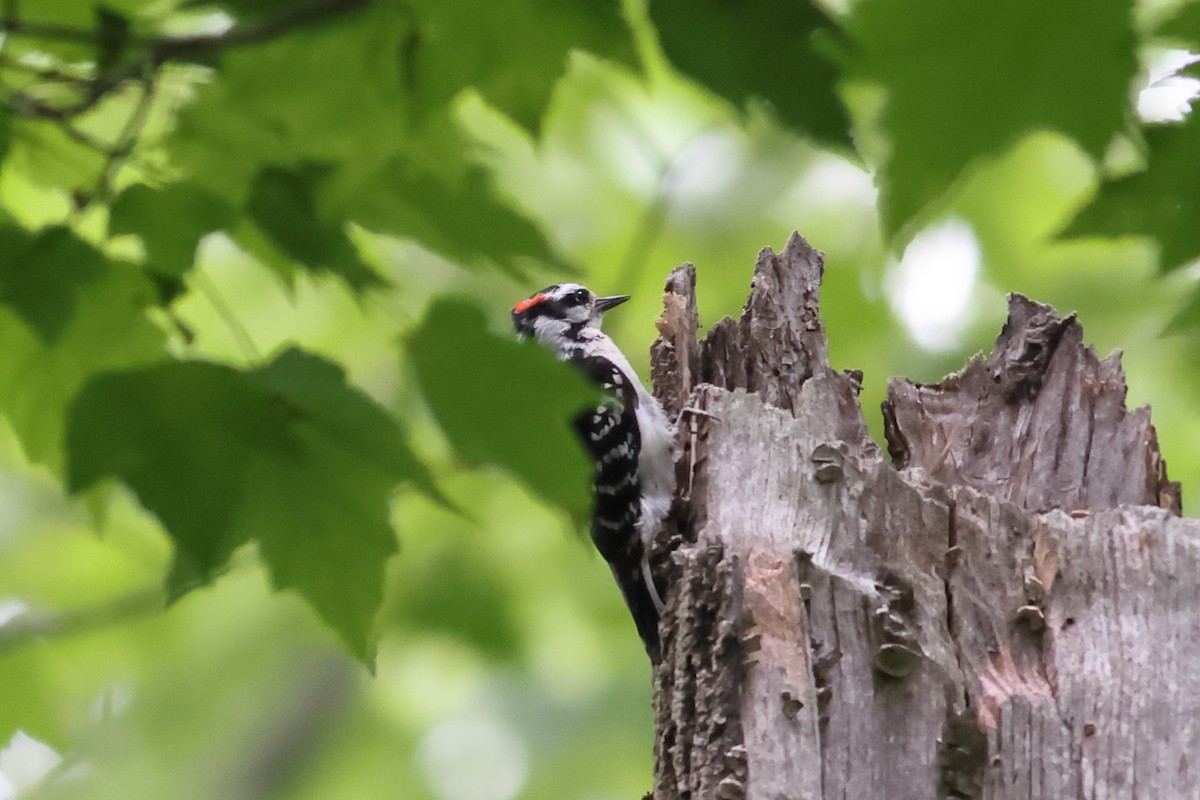 Hairy Woodpecker - John Mercer