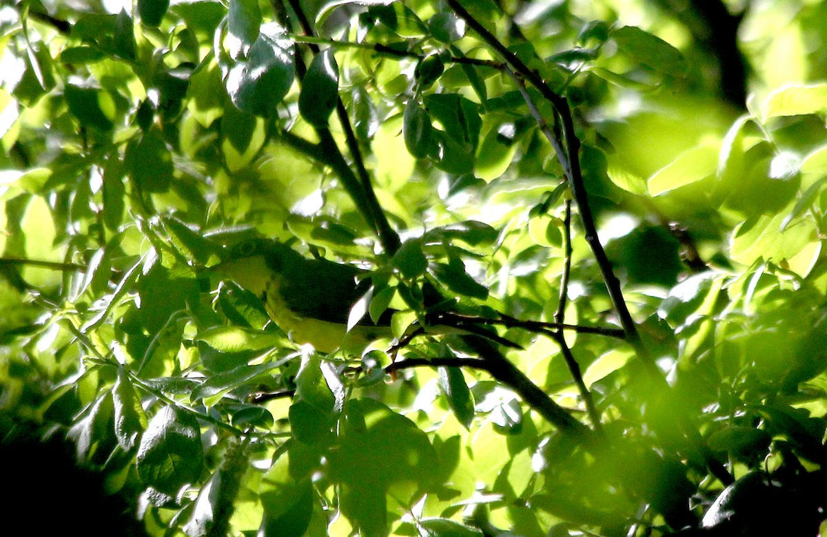 Canada Warbler - cammy kaynor