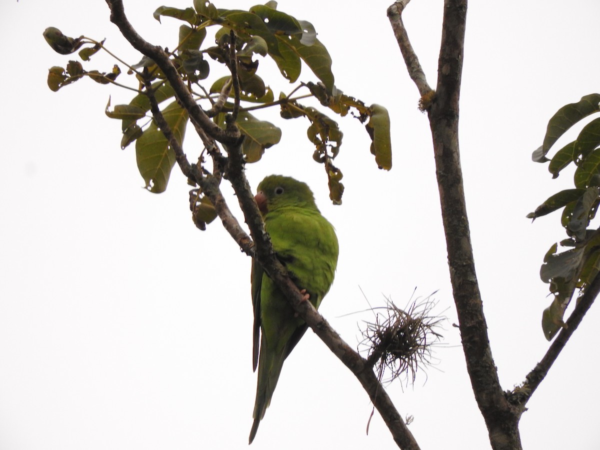 Yellow-chevroned Parakeet - Roberto Rebeque Junior