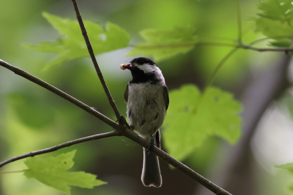 Carolina Chickadee - John Mercer