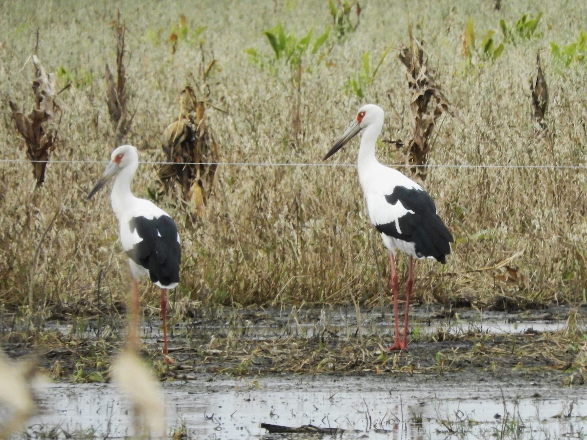 Maguari Stork - inés otero