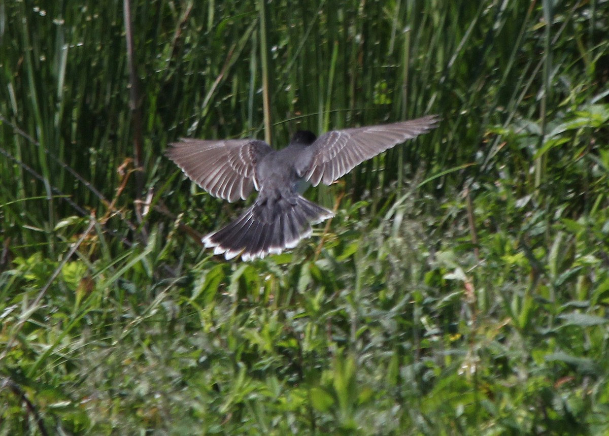 Schieferrücken-Königstyrann - ML619583552