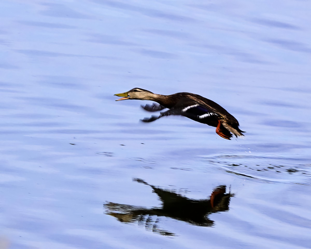 Mexican Duck - Marie Ostrander