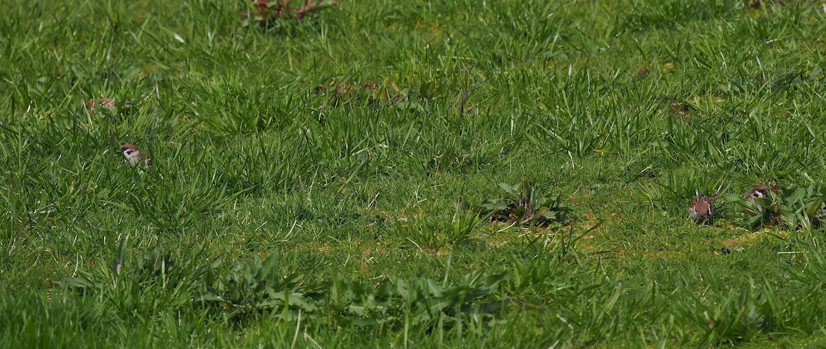 Eurasian Tree Sparrow - Silas Olofson