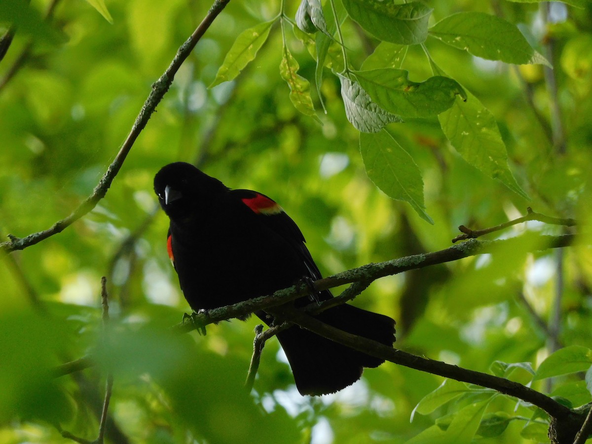 Red-winged Blackbird - Charles Chu