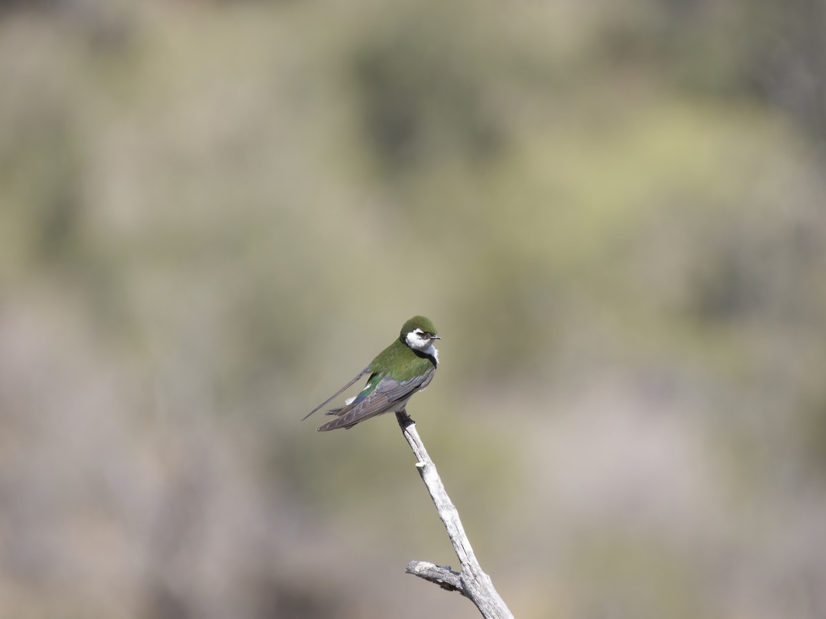 Violet-green Swallow - Eric Sibbald