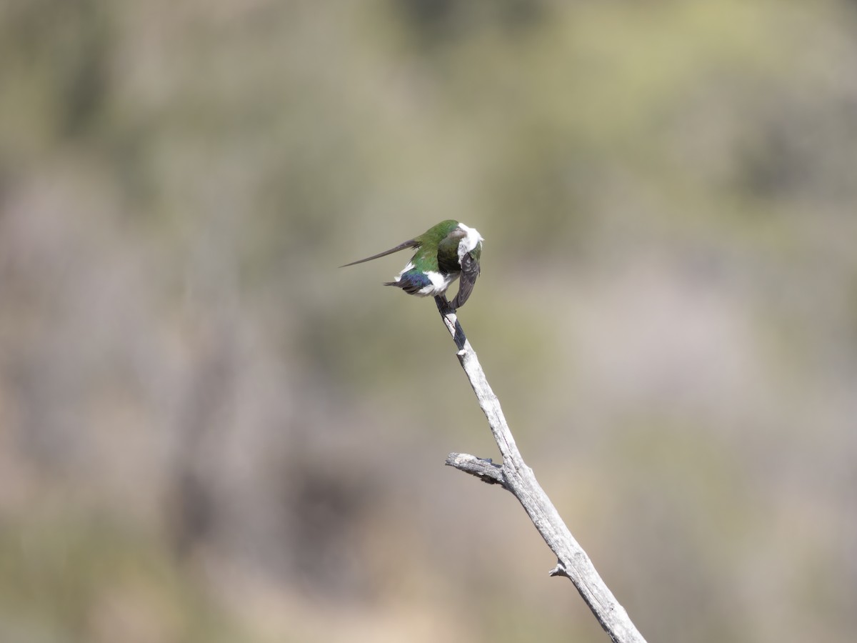 Violet-green Swallow - Eric Sibbald