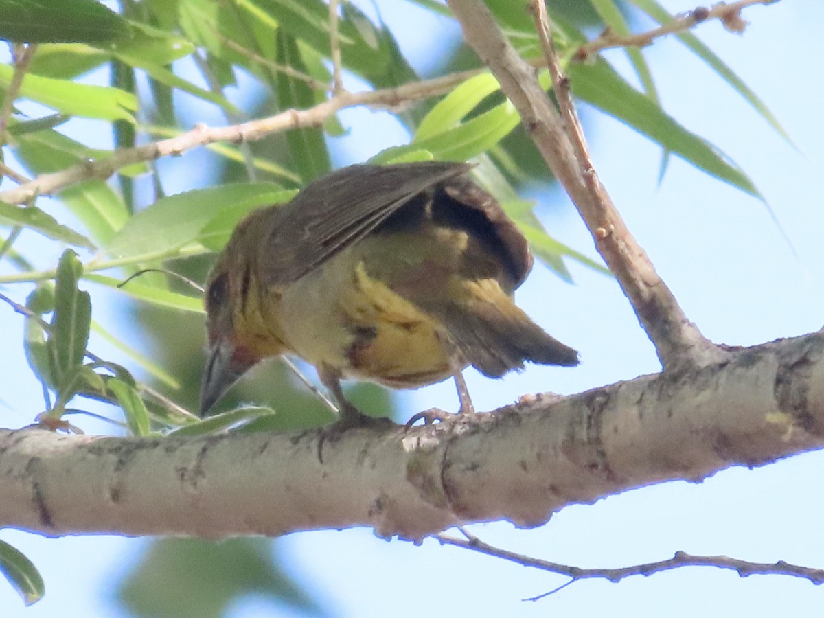 Hepatic Tanager - Carol Comeau