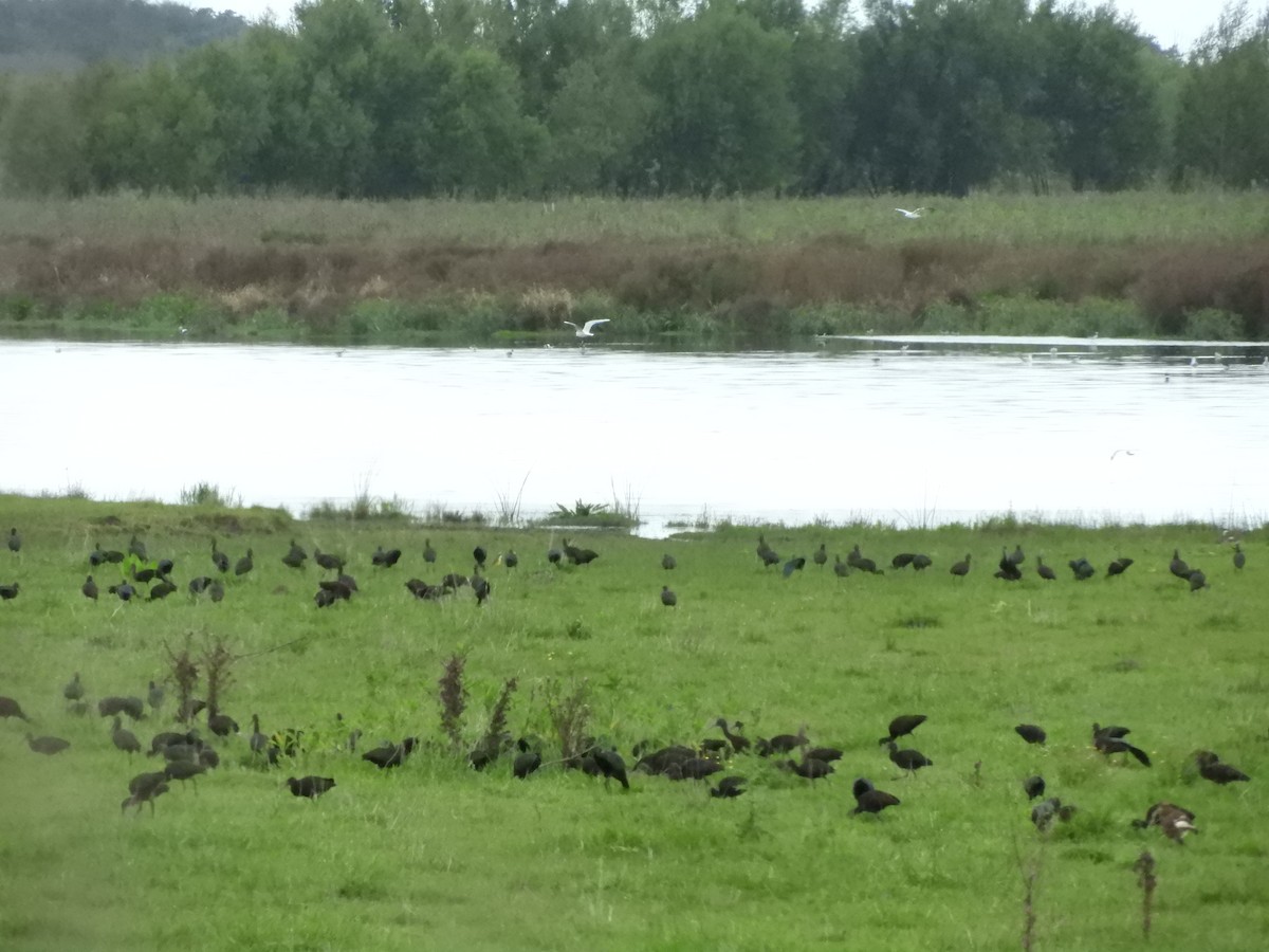 White-faced Ibis - inés otero