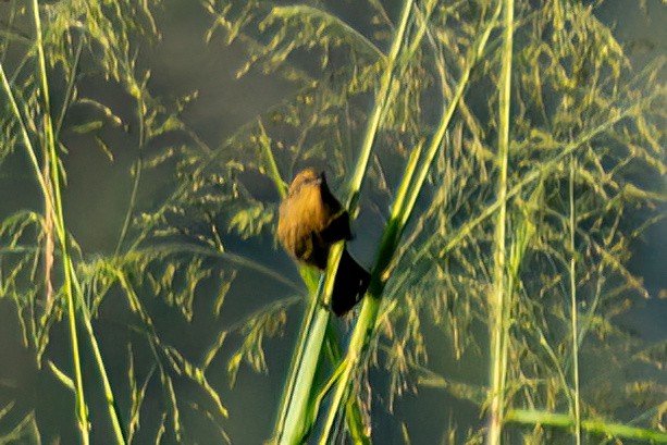 Chestnut-capped Blackbird - Kurt Gaskill