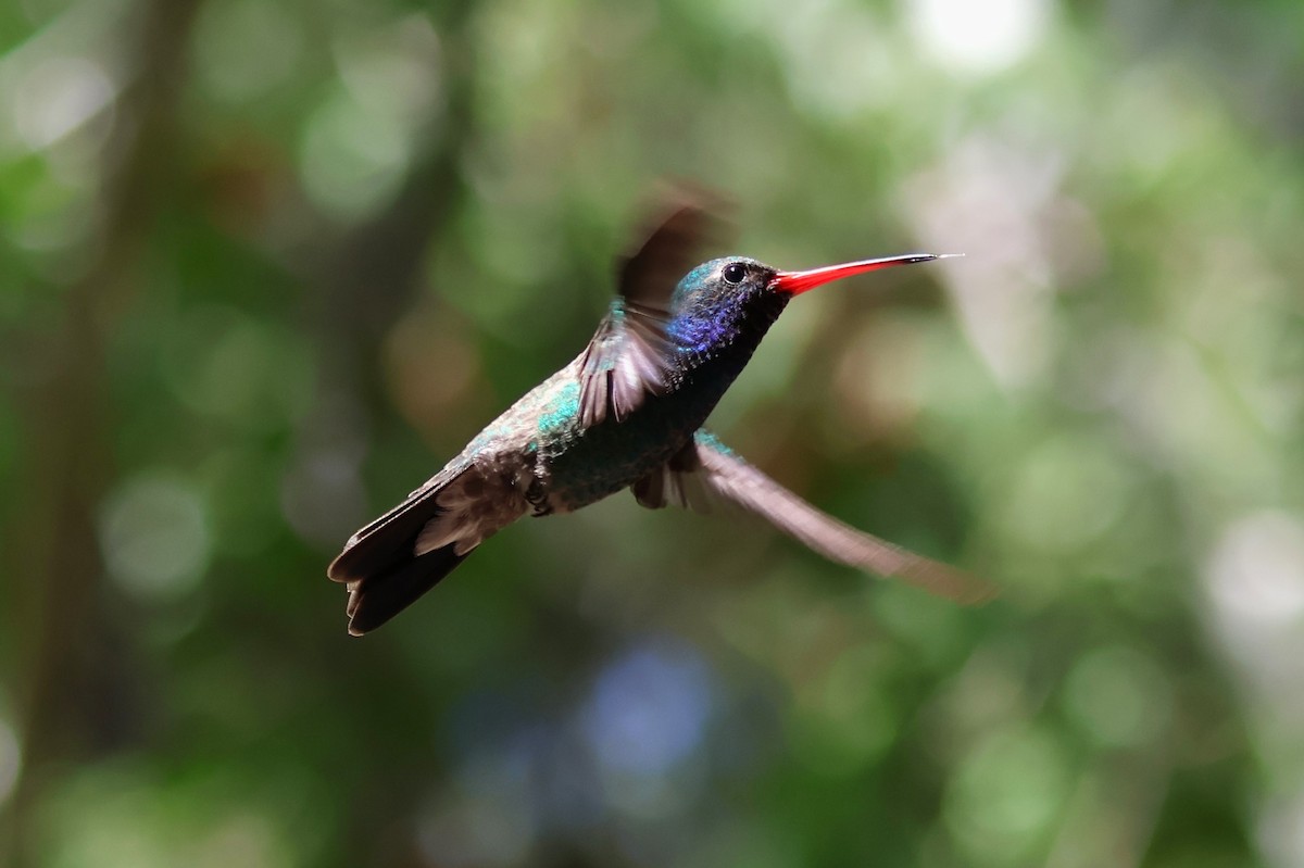 Broad-billed Hummingbird - Tricia Vesely