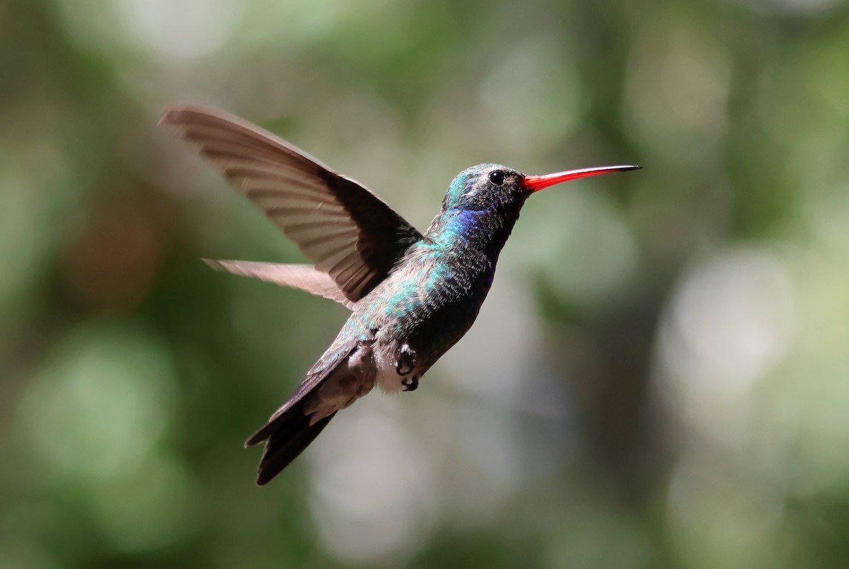 Broad-billed Hummingbird - Tricia Vesely