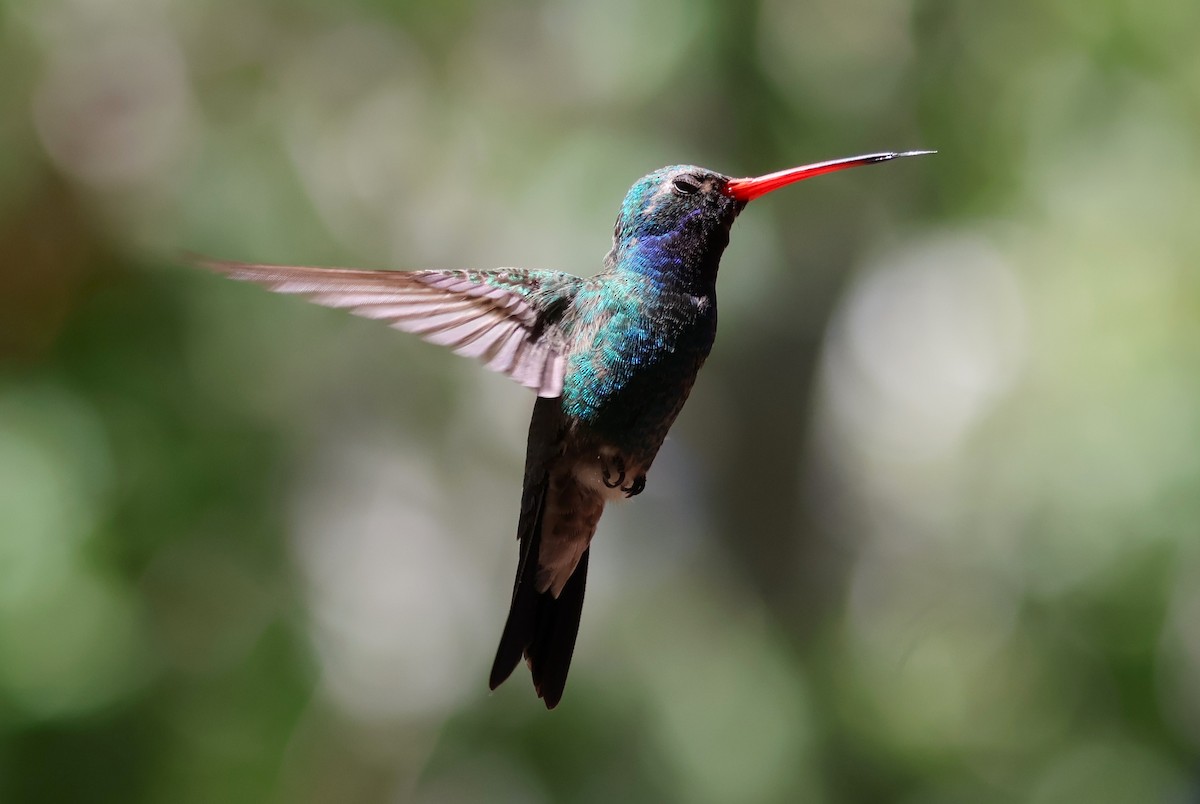 Broad-billed Hummingbird - Tricia Vesely