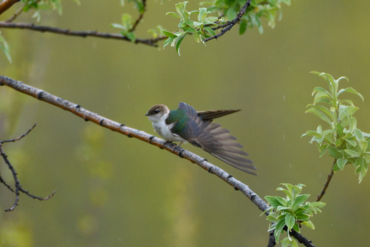 Violet-green Swallow - Jeremiah Fisher