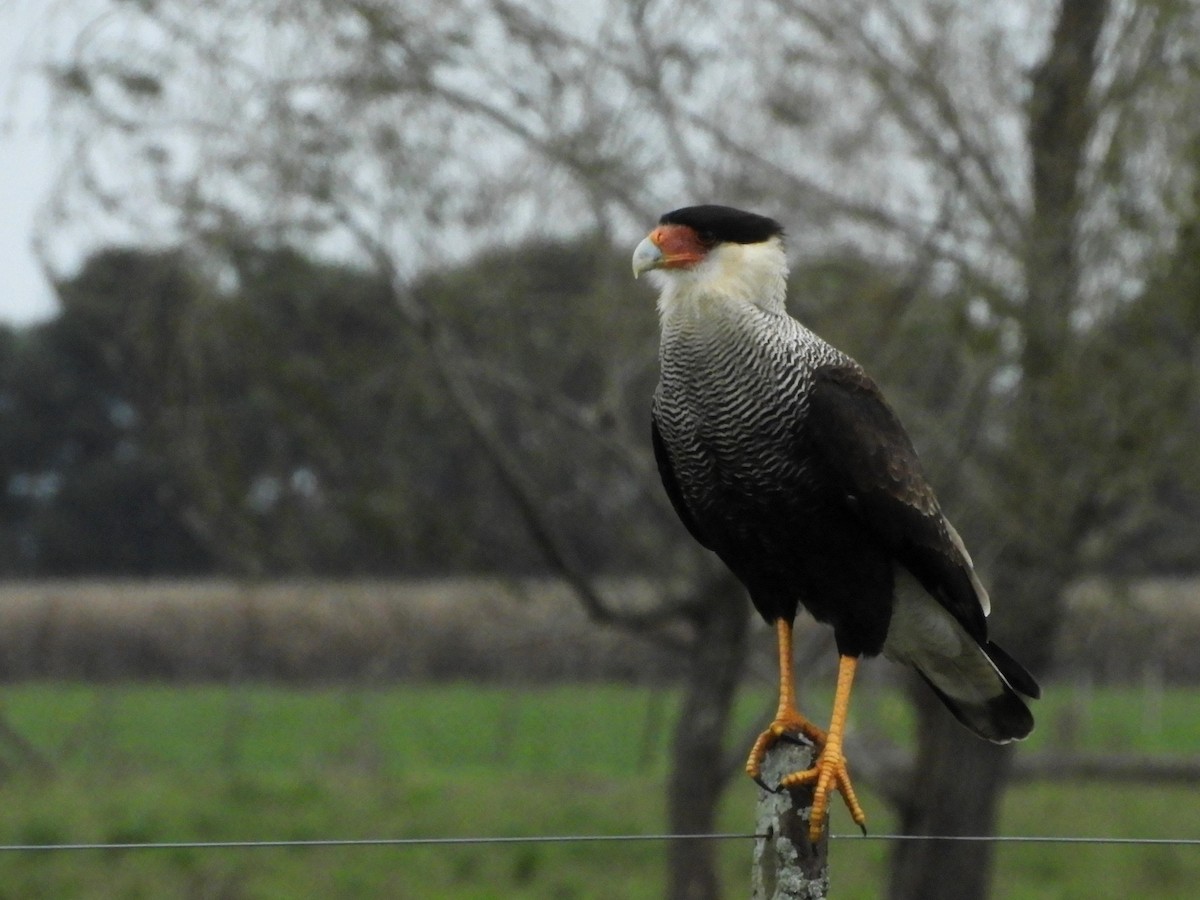 Crested Caracara - inés otero