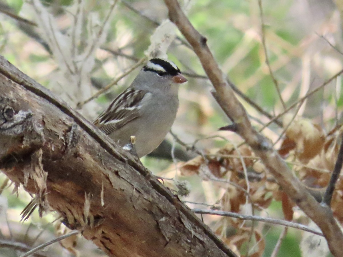 White-crowned Sparrow - Carol Comeau