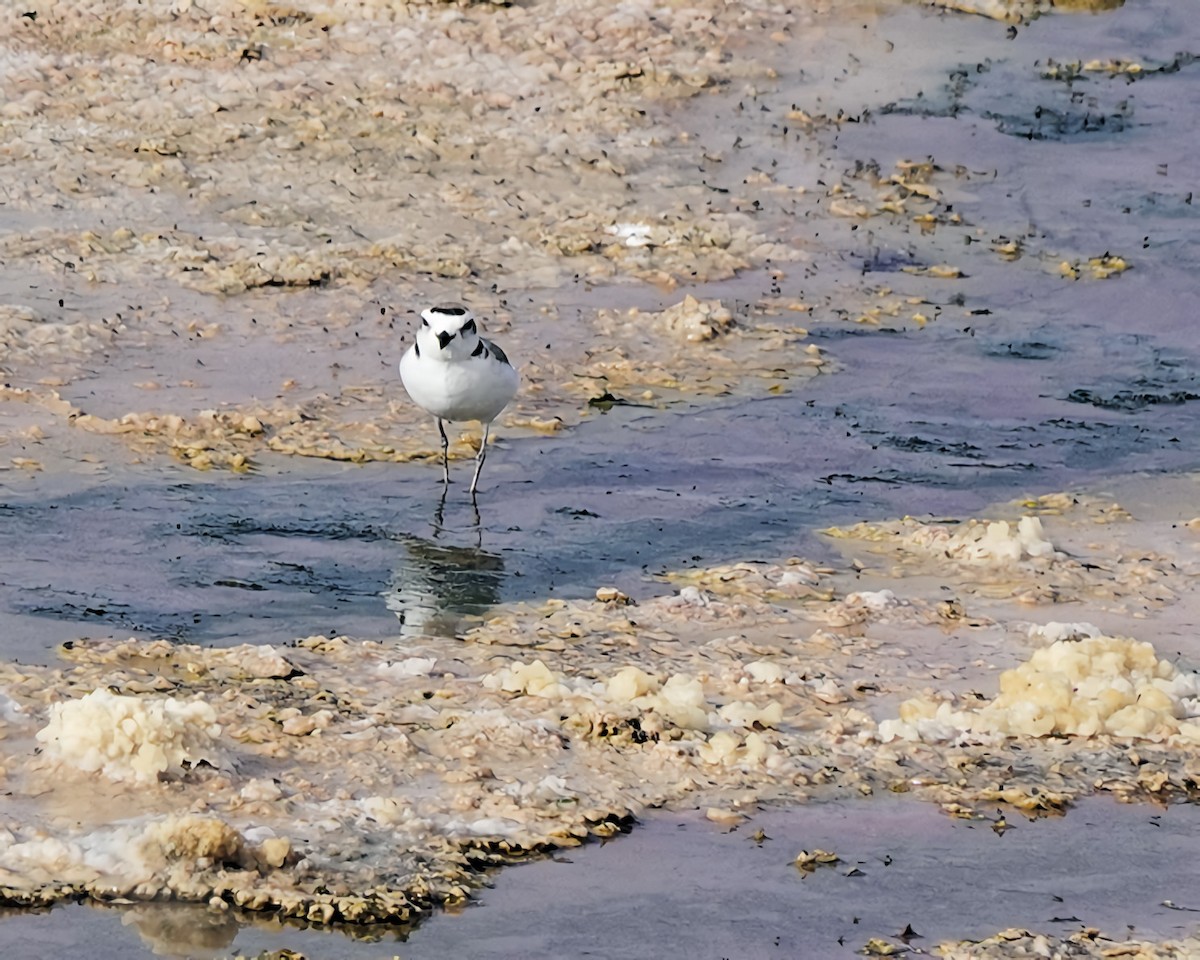 Snowy Plover - Marie Ostrander