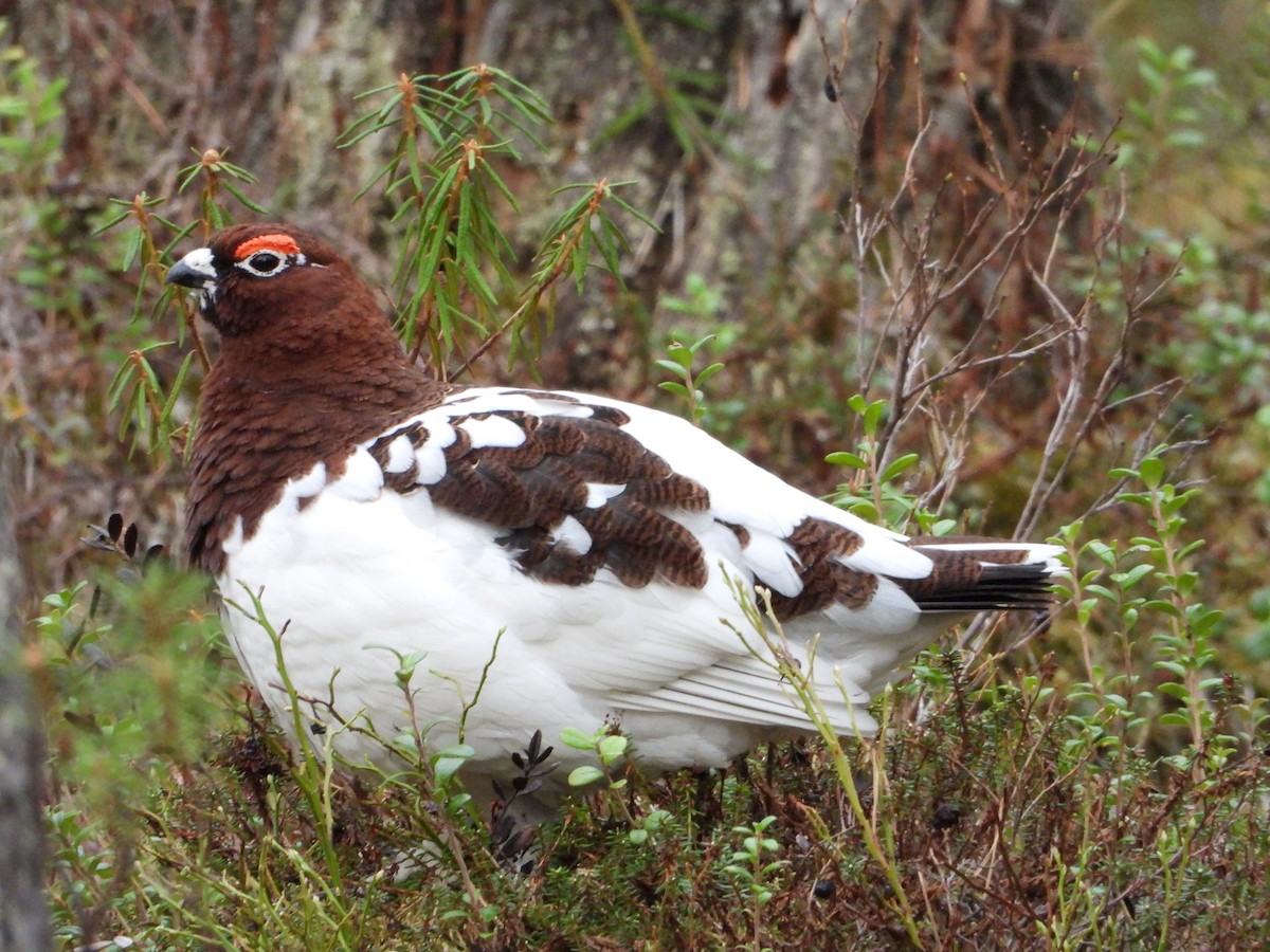 Willow Ptarmigan - Jon Iratzagorria Garay