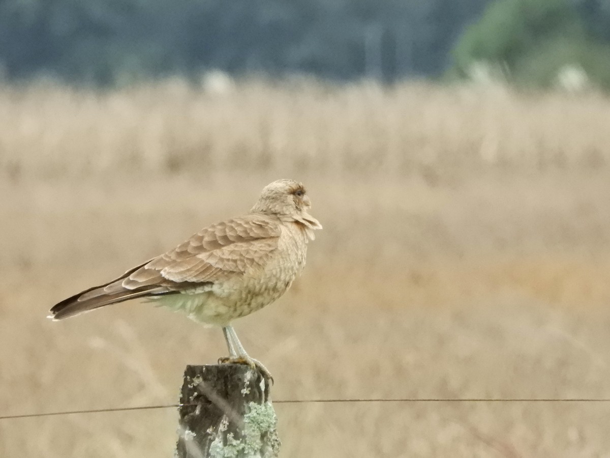 Chimango Caracara - inés otero