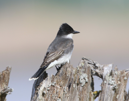 Eastern Kingbird - Carlos  Gomez