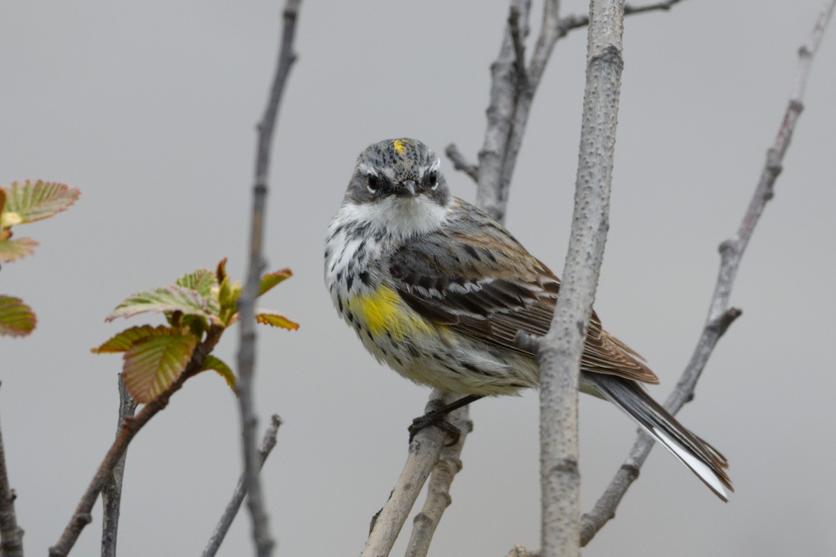 Yellow-rumped Warbler - Jeremiah Fisher