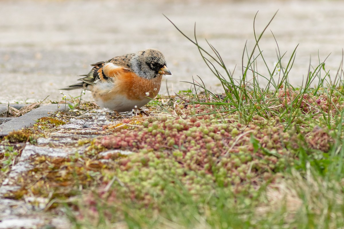 Brambling - Gabi Uhrova