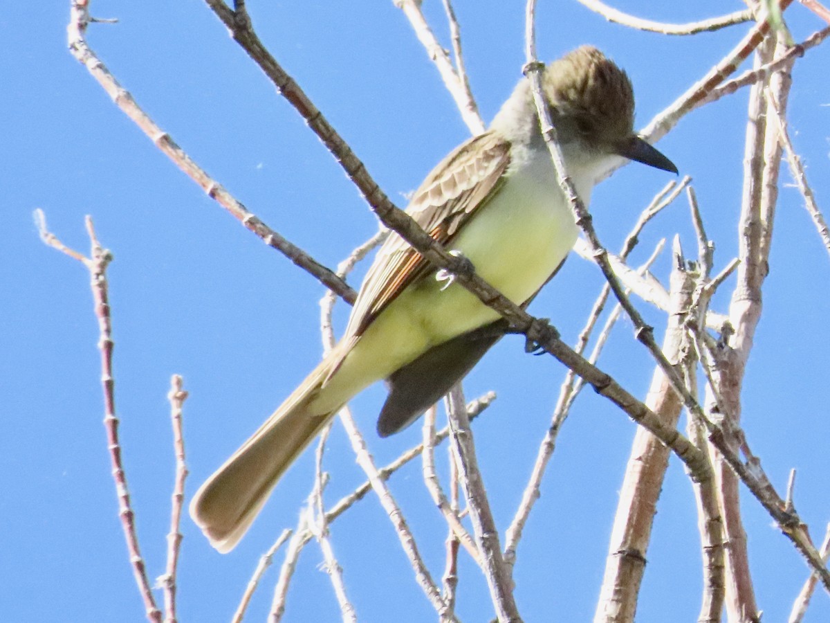 Brown-crested Flycatcher - Carol Comeau