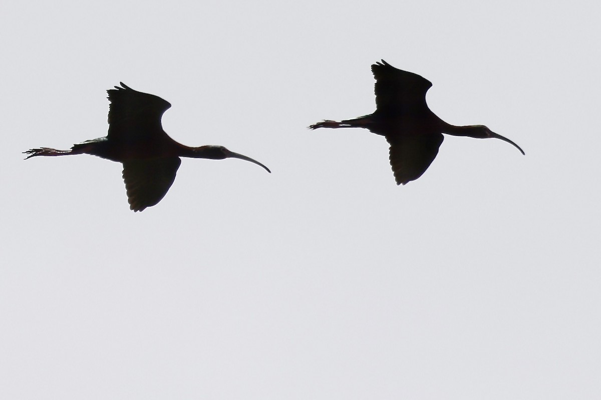 White-faced Ibis - Karen Barlow