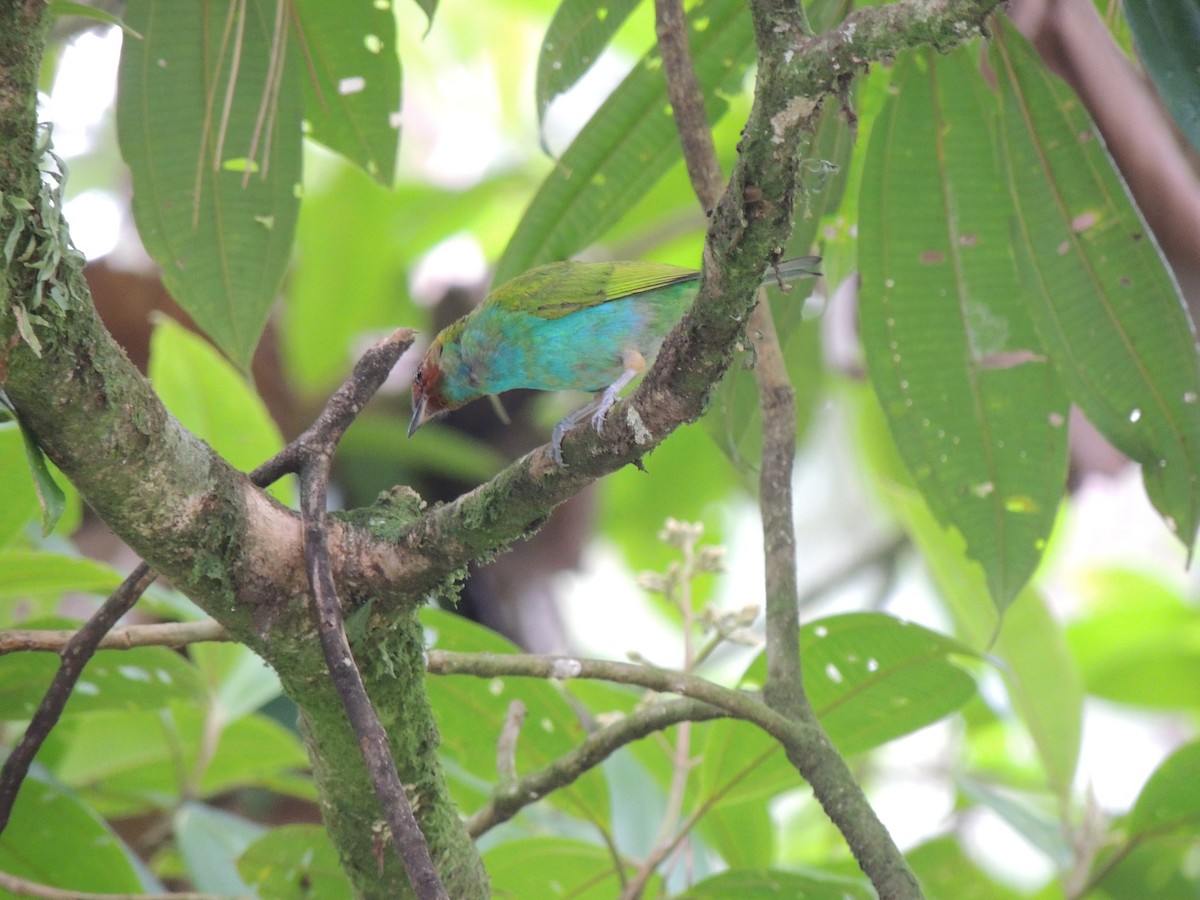 Bay-headed Tanager - Roger Lambert