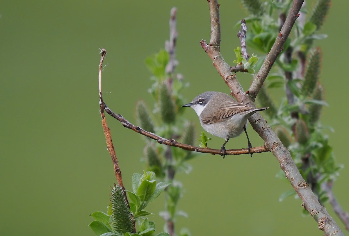 Lesser Whitethroat (Lesser) - Silas Olofson