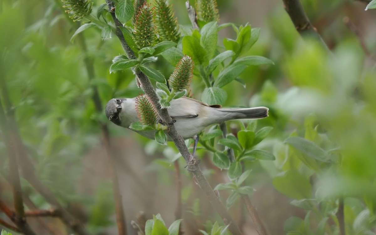 Lesser Whitethroat (Lesser) - Silas Olofson