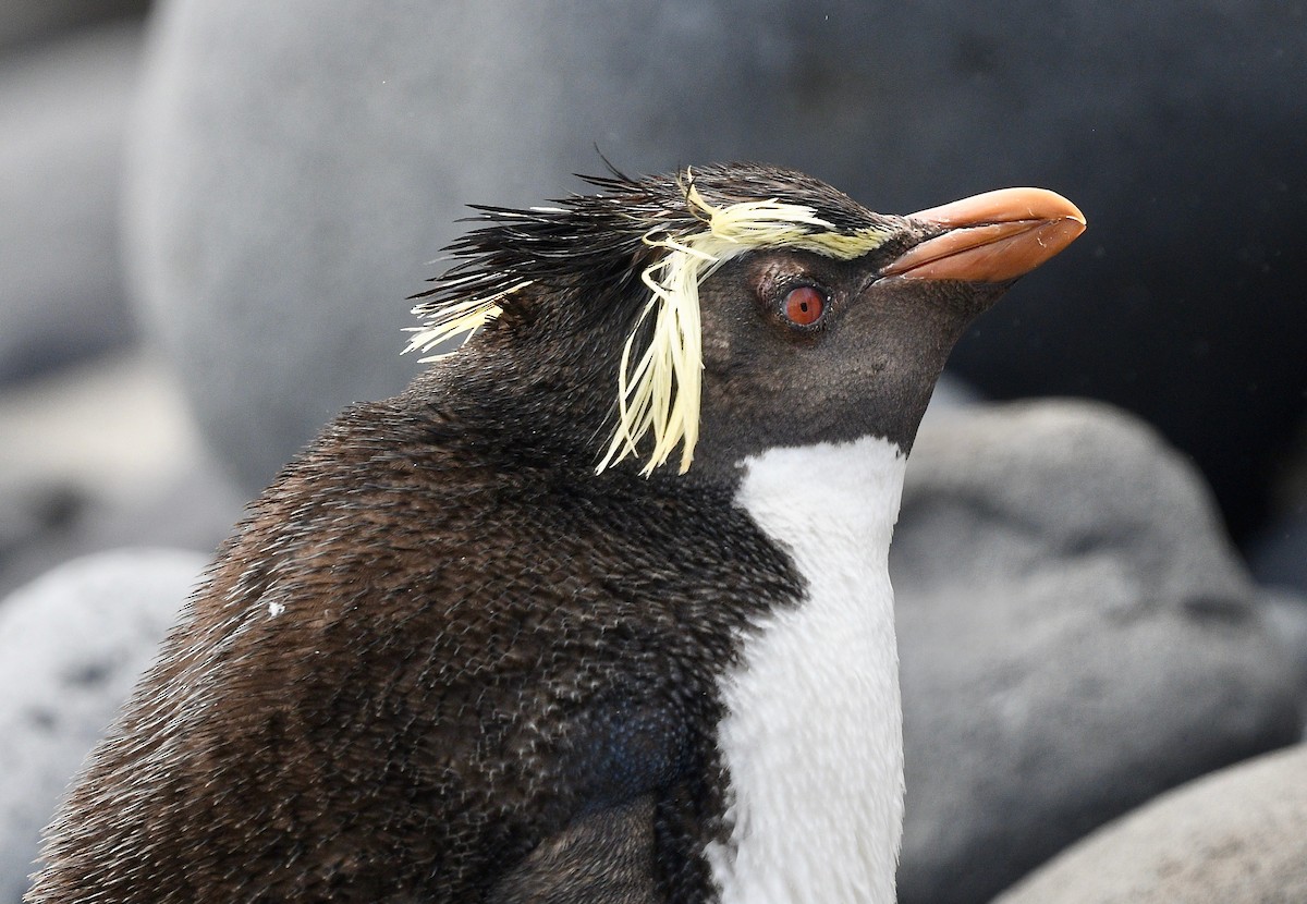 Pingüino Saltarrocas Septentrional - ML619583621