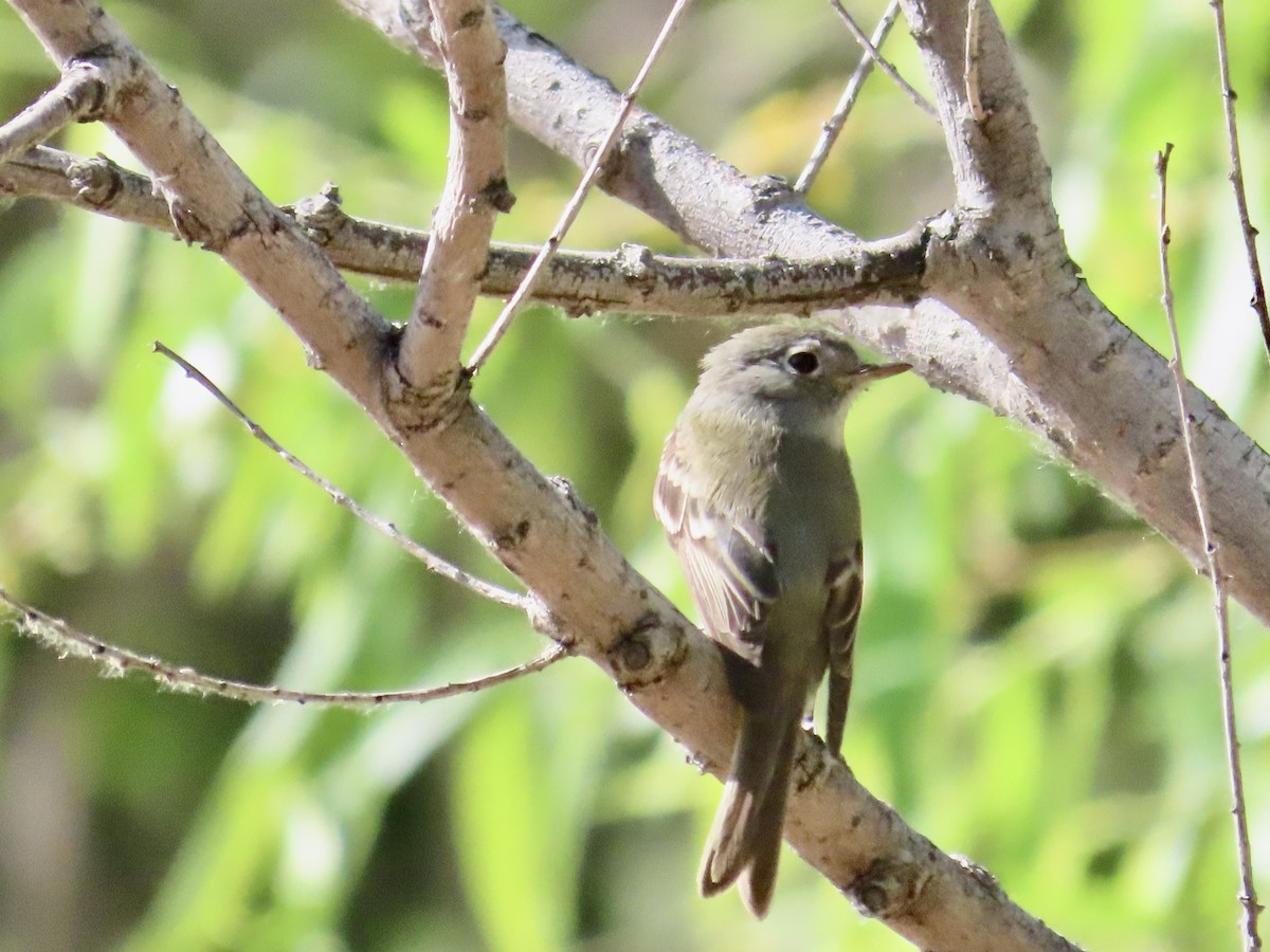 Western Flycatcher (Cordilleran) - Carol Comeau