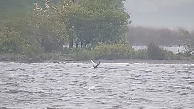 White-winged Tern - ML619583625