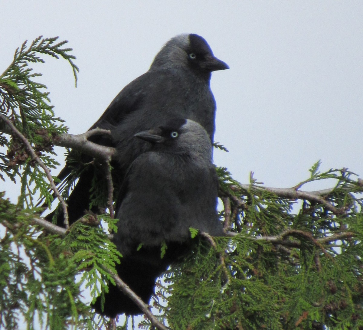 Eurasian Jackdaw - Selva Pombo