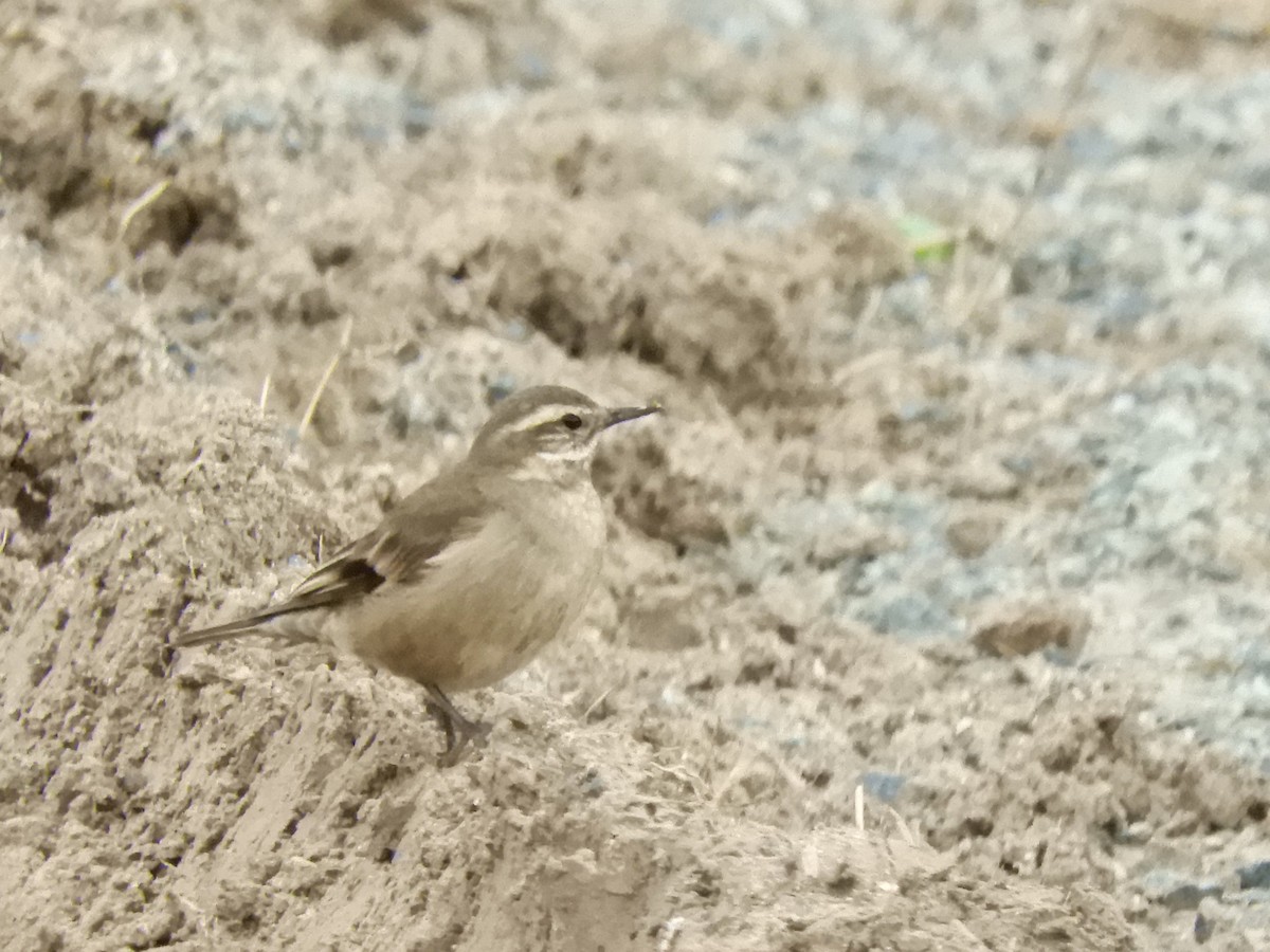 Buff-winged Cinclodes - inés otero