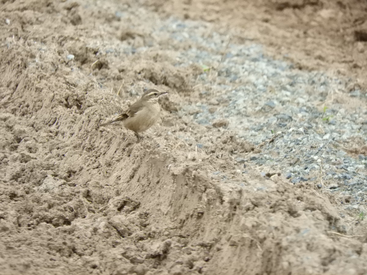 Buff-winged Cinclodes - inés otero