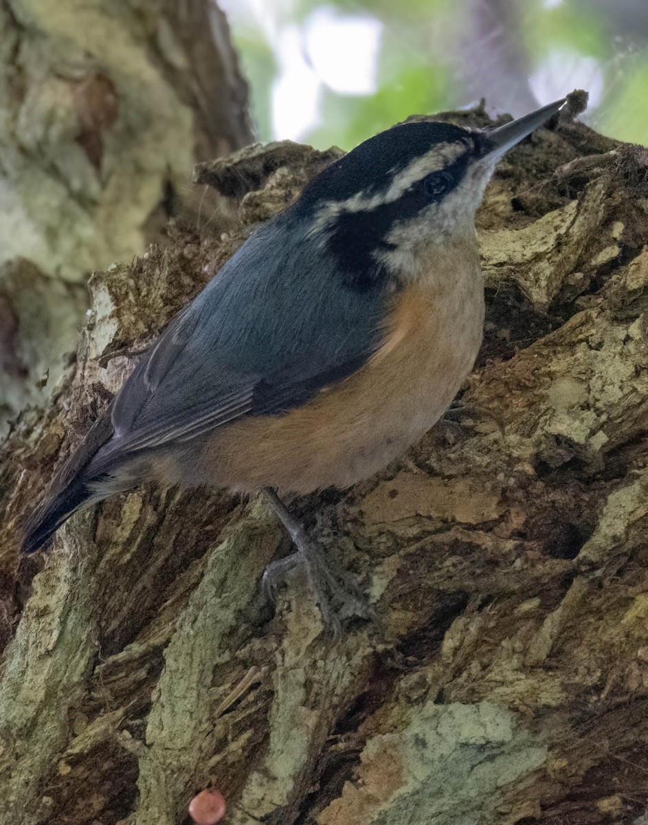 Red-breasted Nuthatch - Christine Jacobs