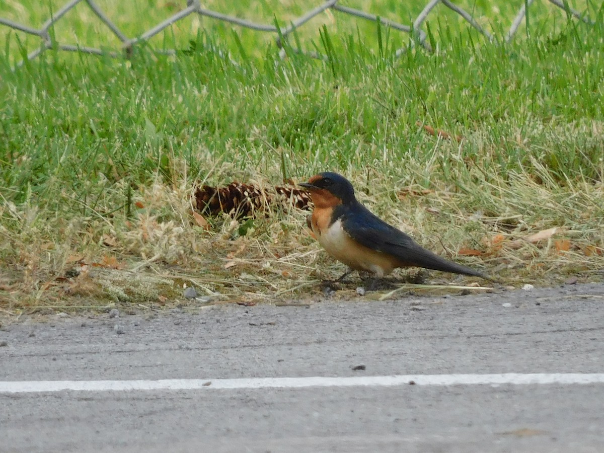 Barn Swallow - Charles Chu