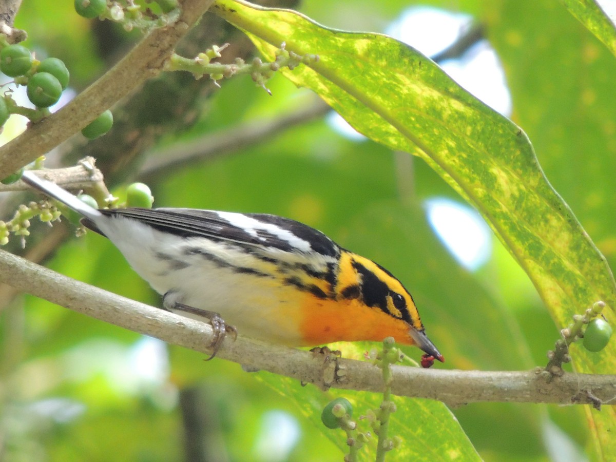 Blackburnian Warbler - Roger Lambert