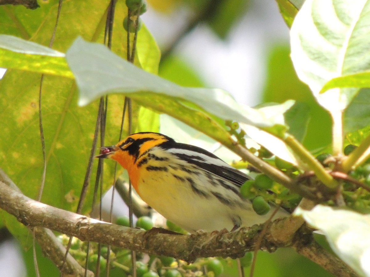 Blackburnian Warbler - Roger Lambert