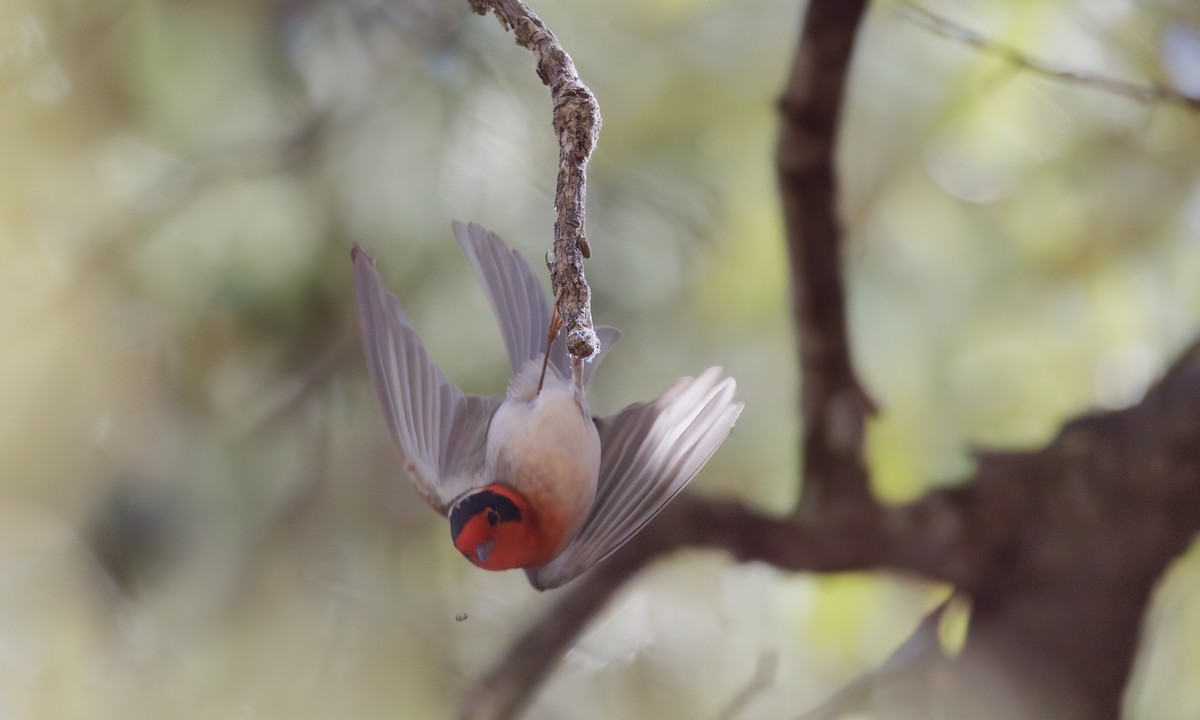 Red-faced Warbler - Steve Kelling