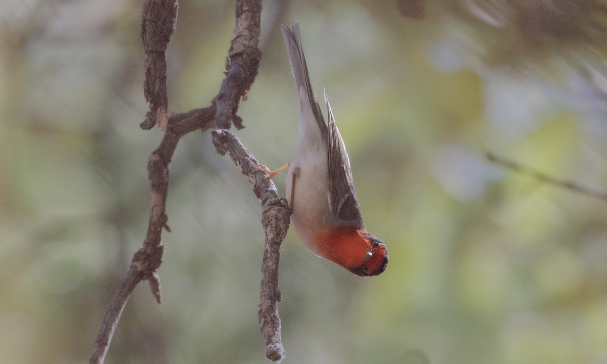 Red-faced Warbler - Steve Kelling