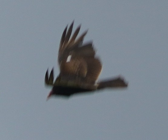 Turkey Vulture - ML619583667