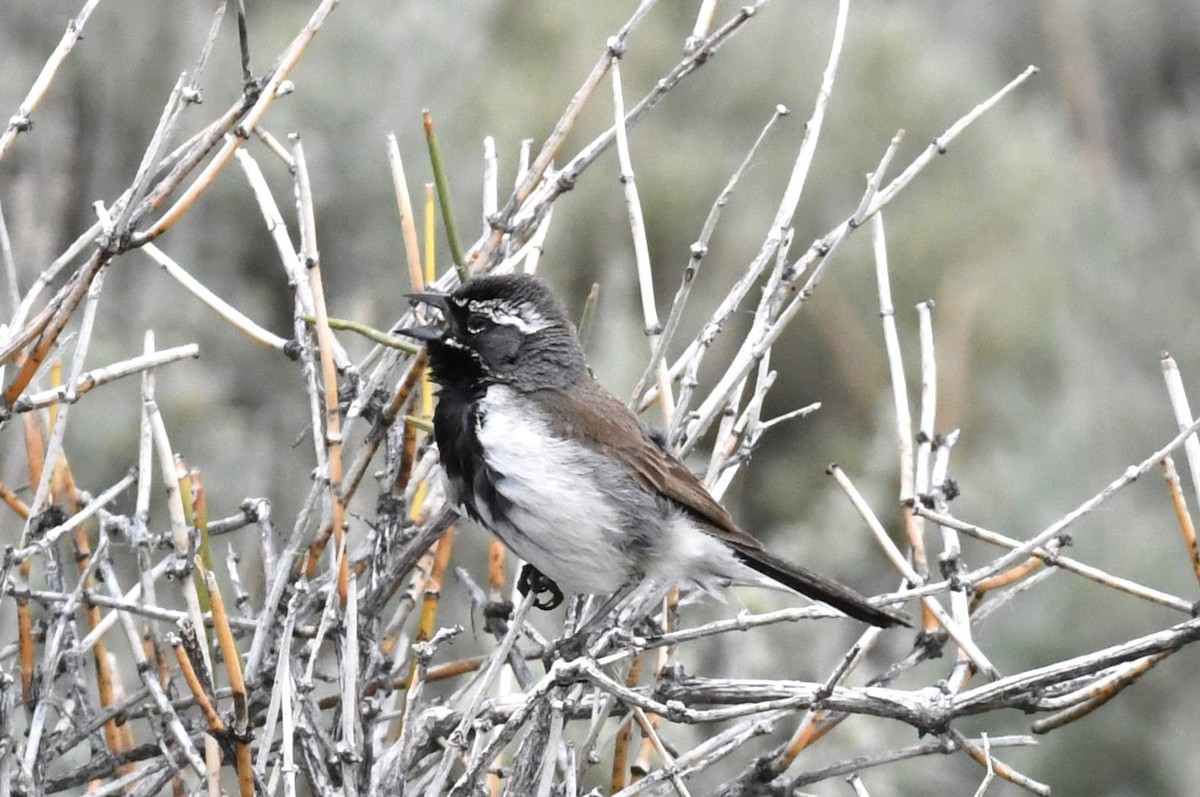 Black-throated Sparrow - Brent Farnsworth
